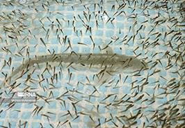 83 هزار قطعه بچه‌ماهی خاویاری «شیپ» در گیلان تکثیر شد