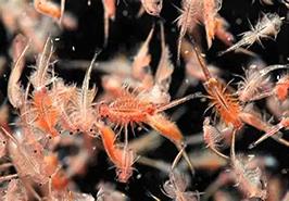 رئیس مرکز تحقیقات آرتمیا: