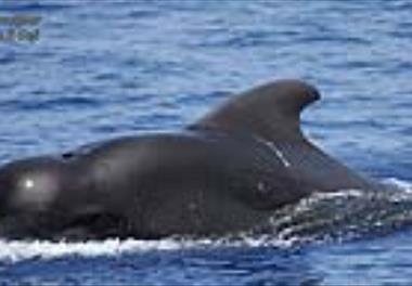 گزارش مستند اولین مشاهده"نهنگ پایلوت باله کوتاه" در آبهای ایرانی خلیج فارس - تنگه هرمز