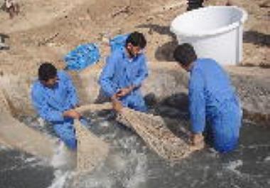 23 مهر ماه زمان آزادی صید میگو در استان خوزستان 