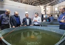 جلسه مشترک پژوهشکده اکولوژی دریای خزر با اداره کل شیلات استان مازندران در خصوص طرح پرورش میگو