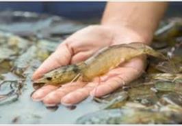 تلاش برای ساخت کیت‌های تشخیص سریع بیماری میگو