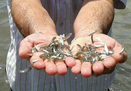 پیش بینی رها سازی بیش از 90 میلیون قطعه بچه ماهی سفید