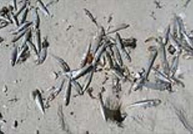 علل مرگ و میر ماهیان در ساحل جزیره کیش