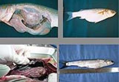 مروری اجمالی در خصوص بیماری کفال ماهیان دریای خزر