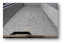 افزایش چشمگیر رشد و بقاء لارو تاس‌ماهی سیبری با بهینه‌سازی تغذیه و شرایط پرورش