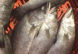 هم‌افزایی سازمان شیلات و موسسه تحقیقات علوم شیلاتی کشور برای رفع ممنوعیت پرورش ماهی سی‌باس آسیایی در قفس