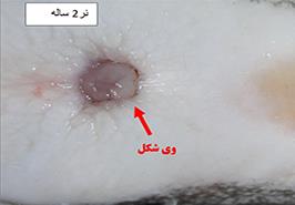 تشخیص جنسیت فیل‌ماهیان زیر سه سال با دقت ۸۰ درصد؛ گامی برای کاهش هزینه‌های تولید خاویار