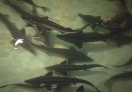 بازدید رئیس مؤسسه از مزرعه پرورش ماهیان خاویاری فتحی در پاکدشت و بررسی راهکارهای انتقال دانش فنی و همکاری‌های مشترک