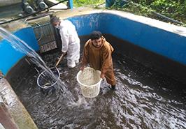 انتقال محصولات دانش بنیان طرح کلان تولید ماهی قزل آلا
