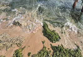 آغاز عملیات نمونه‌برداری ملی برای پایش سلامت اکولوژیکی خلیج فارس