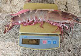 پایش میدانی صید میگوی دریایی در منطقه پزم و کنارک