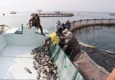 بررسی شرایط محیطی مزارع پرورش ماهی  قفس ‌جزیره قشم در استان هرمزگان
