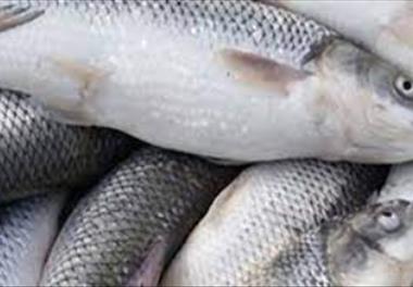 ارزیابی و اولویت بندی ذخایر ژنتیکی ماهیان سردابی کشور از جنبه های حفاظت و بهره برداری