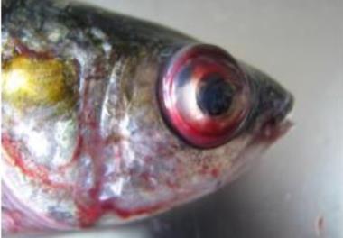 بررسی¬های بهداشتی و بیماری¬های احتمالی تهدید کننده ماهیان پرورشی در قفس