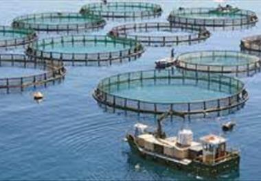 ارزیابی اقتصادی و اجتماعی پرورش ماهی در قفس در حوزه جنوبی دریای خزر(فاز مقدماتی)