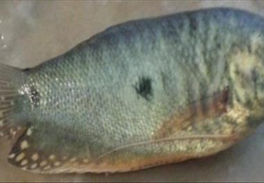 اثرات کارتنوئیدهای طبیعی در تراکم های مختلف ماهی بر رشد و رنگ پوست ماهی گورامی آبی (Trichogaster trichopterus)