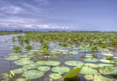 توليدات اوليه و سطح خوراک وري تالاب انزلي