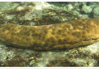 بررسی رژیم  غذایی و ترکیب تقریبی لاشه خیار دریایی  Stichopus sp.  در آبهای استان هرمزگان
