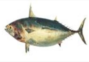 عنوان نقشه علمی: تعیین زیستگاه مطلوب تون‌ماهیان  صید شده به روش پرساین  در آبهاي درياي عمان و شمال اقیانوس هند