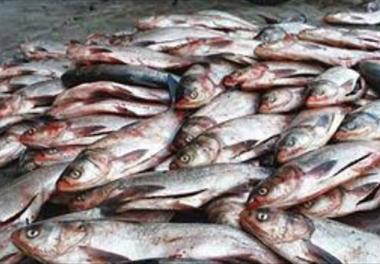 عنوان مجموعه سخنرانی‌های علمی: نشست تخصصی با نخبگان شیلاتی در خصوص جایگاه دریابست در مدیریت ماهیگیری