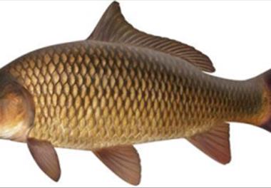 بررسي تاثیرکارائی ماده Lalsea Biorem در وضعیت زیستی استخرهاي پرورش ماهیان گرمابی
