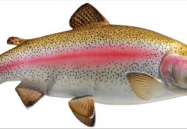 ارزیابی ژنتیکی ماهی قزل¬آلای رنگین کمان (Onchorhynchus mykiss) جهت تولید ماهیان عاری از  بیماری های خاص (SPF)