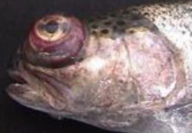 ارزیابی کارایی، دوام ایمنی و بازماندگی  ماهیان قزل‌آلای رنگین‌کمان واکسینه شده با واکسن کشته دوگانه استرپتوکوکوزیس – یرسینیوزیس و  سه‌گانه استرپتوکوکو