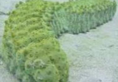 بررسی رابطه فایلوژنی و ساختار جمعیتی گونه‌های خانواده Holothuroidae از خیار دریایی در سواحل شمالی خلیج فارس و دریای عمان با استفاده از  نشانگرهای COI،