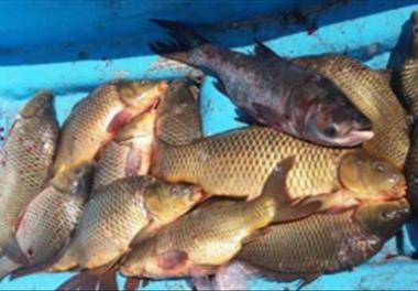 اثرات ماهیان شکارچی رهاسازی شده بر شبکه غذایی دریاچه شهدای خلیج فارس