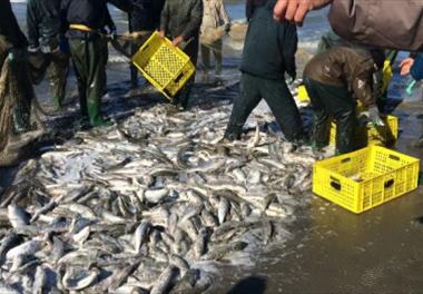 ارزیابی اقتصادی ـ اجتماعی فعالیت صیادی شرکت‌های تعاونی پره ساحلی در آبهای ایرانی دریای خزر (مازندران و گیلان)