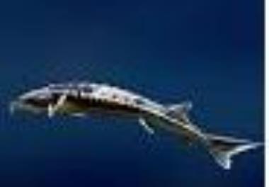 ایجاد پایگاه جامع اطلاعات مولکولی و ثبت شناسنامه ژنتیکی ذخایر مولدین گونه‌‌های فیل‏ماهی (Huso huso) و قره برون (Acipenser persicus) با استفاده از داده