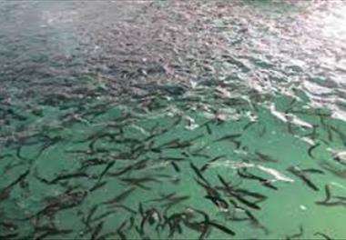 بررسی امکان سنجی اراضی حاشیه رودخانه های مهم استان گیلان برای پرورش ماهی
