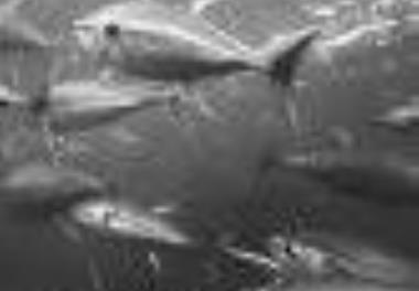 پایش روند و کیفیت بهره‌برداری برخی از گونه‌های تون و شبه تون ماهیان از طریق زیست‌سنجی در آبهای خلیج فارس و دریای عمان