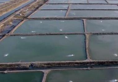 پایش عوامل اکولوژیک در مزارع پرورش میگوی سفید غربی (Litopenaeus vannamei) سایت میگوی گمیشان و ارائه راهکارهای مدیریتی