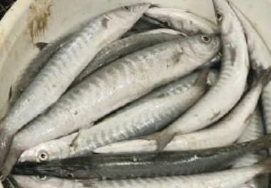 پایش وضعیت برداشت از ماهیان حلوا سیاه، کوتر ساده، کوتر باله سیاه، سنگسر معمولی و شوریده در آبهای استان سیستان و بلوچستان با استفاده از زیست‌سنجی