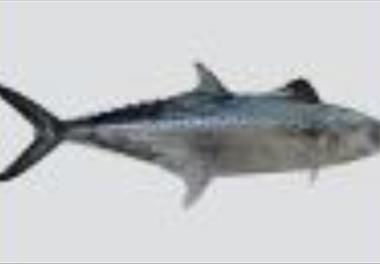 پايش وضعيت برداشت ماهيان شير و قباد در خليج فارس (استان بوشهر) بر پايه زيست‌سنجي