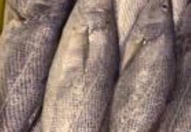 پایش وضعیت برداشت از ماهیان کوپر، شوریده معمولی، کوترزردباله، سنگسر معمولی، شعری معمولی و حلوا سفید در آبهای استان بوشهر با استفاده از زیست‌سنجی