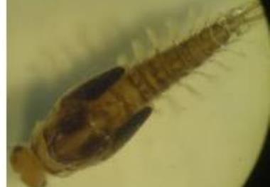 بررسی اجتماعات ماکروبنتوز در خلیج غربی و شرقی جاسک (استان هرمزگان)