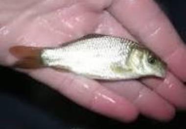 مقایسه کارایی پلت گیاهی (پایه پروتئینی کنجاله سویا و کانولا) بر اساس فراسنجه‌های رشد ماهی کپور علفخوار انگشت قد (Ctenopharyngodon idella) در مخازن فای