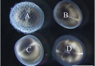 عنوان دستنامه فنی: حذف چسبندگی تخم در تکثیر مصنوعی ماهیان خاویاری