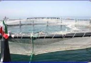 عنوان گزارش علمی - فنی: بررسی ماهیان پیرامون قفس‌های پرورش ماهی در سواحل جنوبی دریای خزر (منطقه نوشهر)  