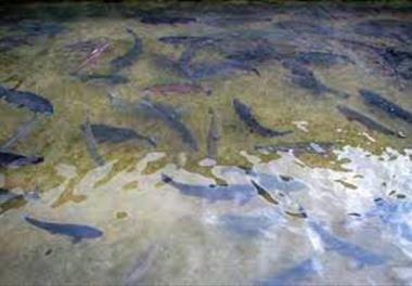 عنوان گزارش علمی- فنی: بررسي كیفیت باکتریایی آب رودخانه های نسا رود و خيرود طی دوره رها سازی ماهیان سفید مولد در استان مازندران