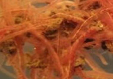 پایش جوامع زیستی تالاب انزلی : گیاهان آبزی غالب، پلانکتون، بنتوز، ماهی و شنگ