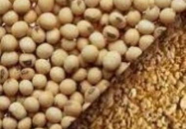 اثر جایگزینی کنجاله سویا با کنجاله پنبه دانه و افزودن مخمر غنی شده با آهن در جیره غذایی بر شاخصهای رشد، تجمع آهن و گوسیپول، خونشناسی، فلور باکتریایی ر