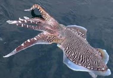 تعيين ميزان برداشت بهينه برخي از ذخاير آبزيان تجاري در آبهاي خليج فارس و درياي عمان