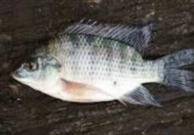 تاثیر سیستم بیوفلاک بر مصرف آب، عملکرد رشد، ترکیب بدن و بازماندگی تیلاپیای نیل (Oreochromis niloticus) در تراکم‌های مختلف ذخیره‌سازی در آب لب شور