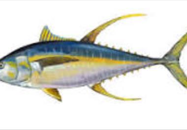 پویایی شناسی جمعیت گونه های مهم تون ماهیان (گیدر، هوورمسقطی و هوور) و تعیین پراکنش مکانی و زمانی از طریق داده های صید شناورهای سنتی در دریای عمان