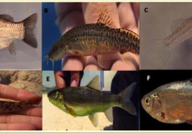 بررسی تاثیر کاربری اراضی بر آلودگی میکروپلاستیک در رسوبات و ماهیان غالب رودخانه گرگانرود