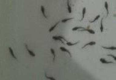 بررسی عادت‌پذیری لارو تاسماهی ایرانی در زمان تغذیه از غذاهای زنده (لارو شیرونومیده و بیومس آرتمیا) به غذای کنسانتره